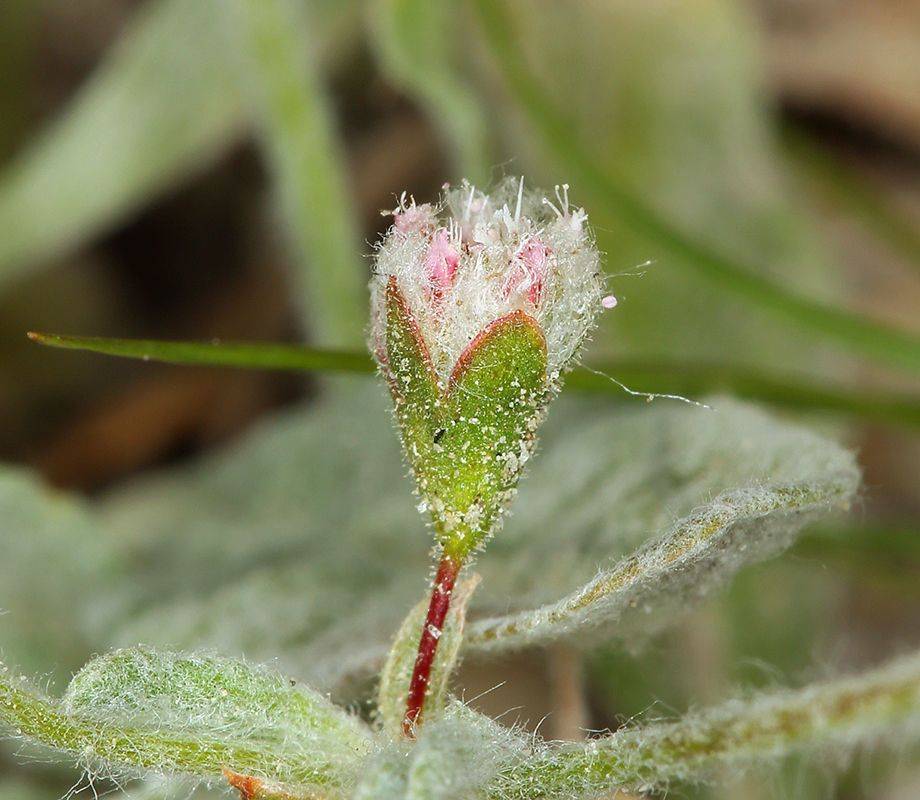 Eriogonum gossypinum flower