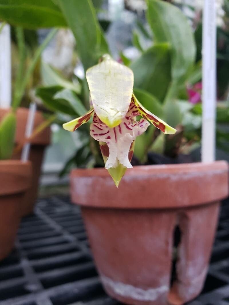 Trichopilia sanguinolenta flower