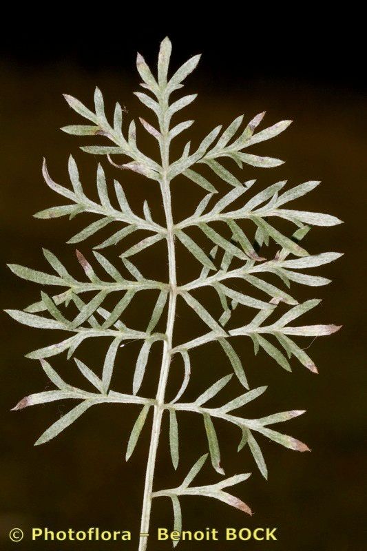 Artemisia insipida — search result for 'Artemisia'