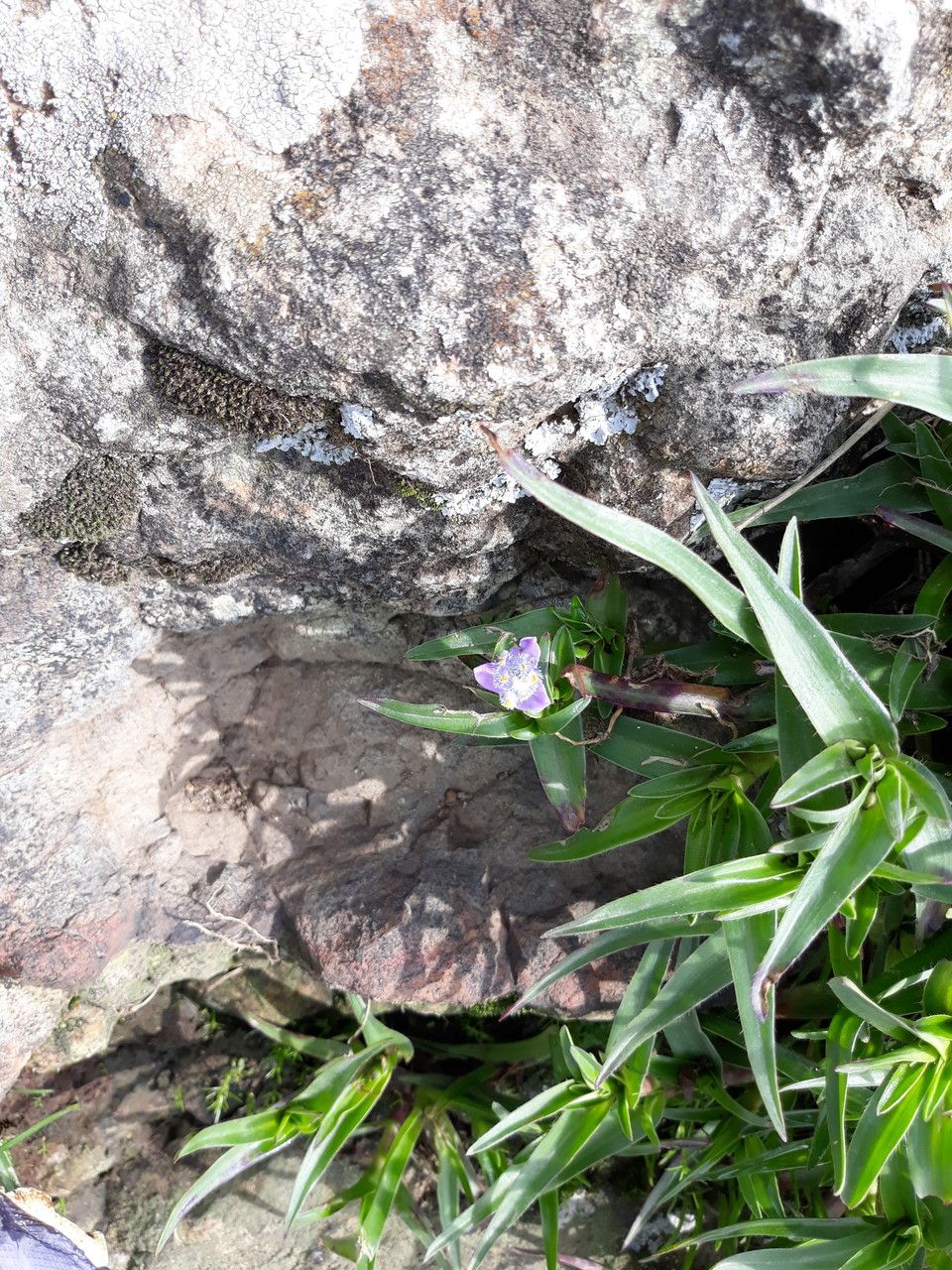 Cyanotis polyrrhiza habit