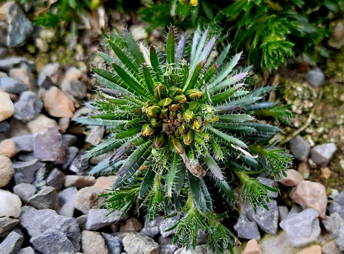 Draba lasiocarpa — houseplant care guide