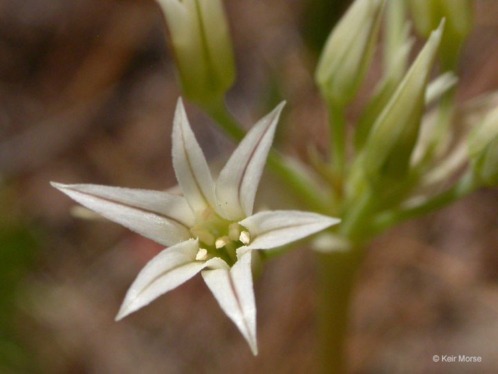 Allium bolanderi — houseplant care guide