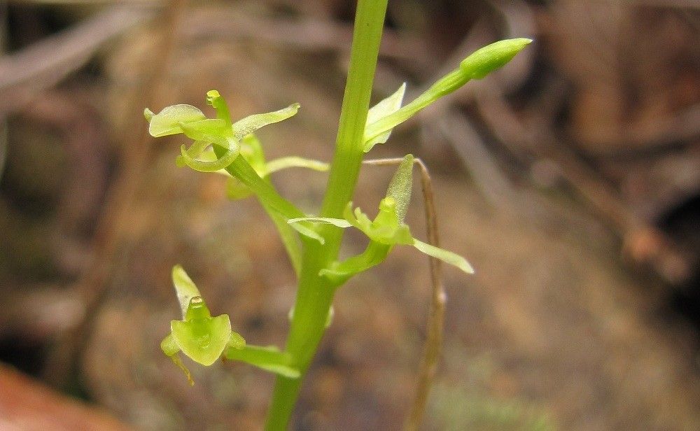 Liparis zosterops bark
