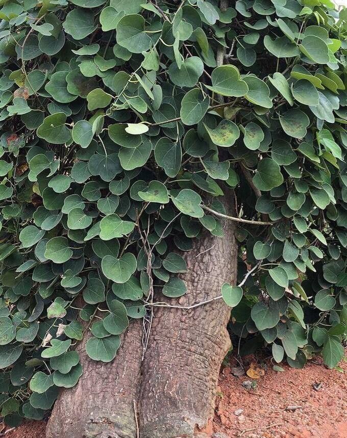 Adenia cladosepala — houseplant care guide