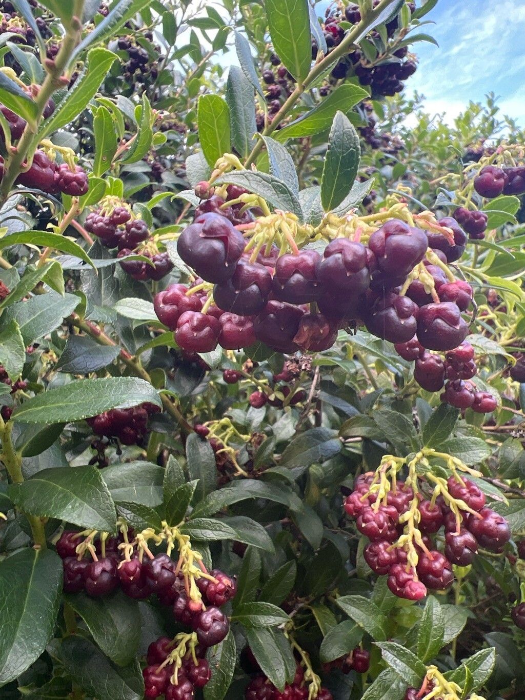 Gaultheria × wisleyensis fruit