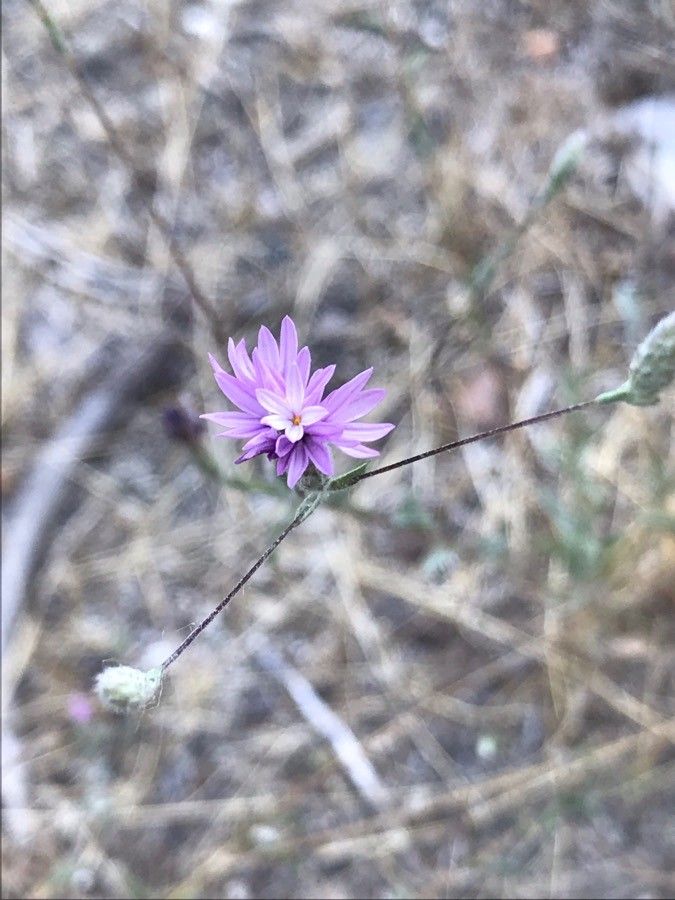 Lessingia leptoclada flower