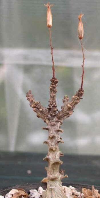 Tylecodon bayeri habit