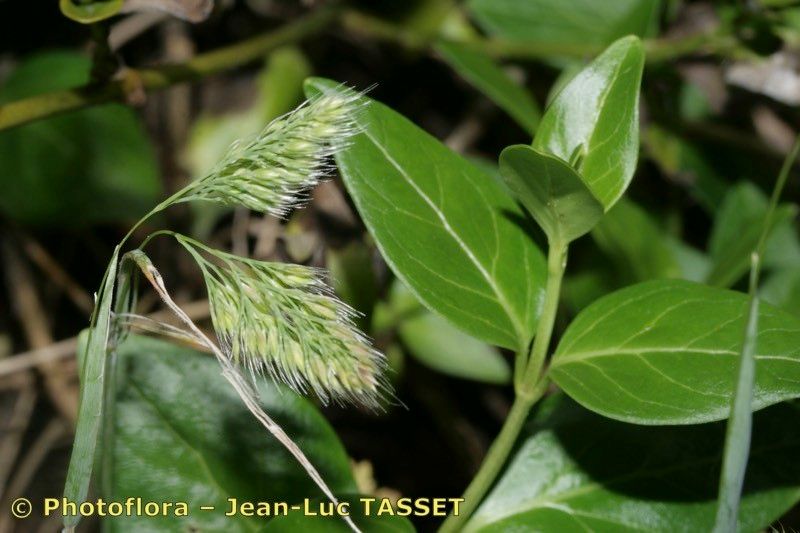 Cynosurus effusus — related species from the same genus