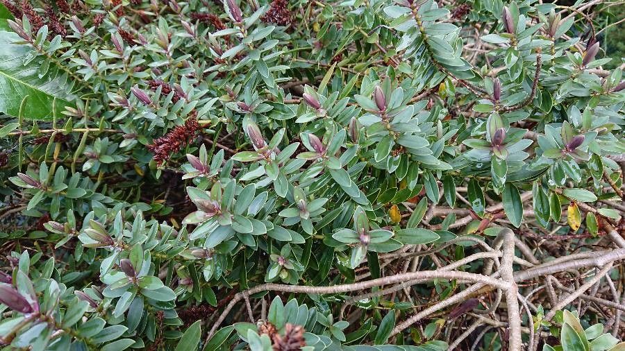 Hebe macrocarpa leaf