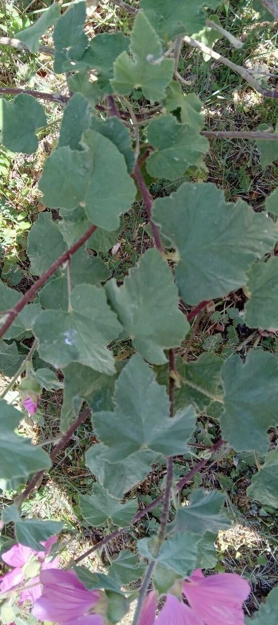 Lavatera thuringiaca — search result for 'Germany'