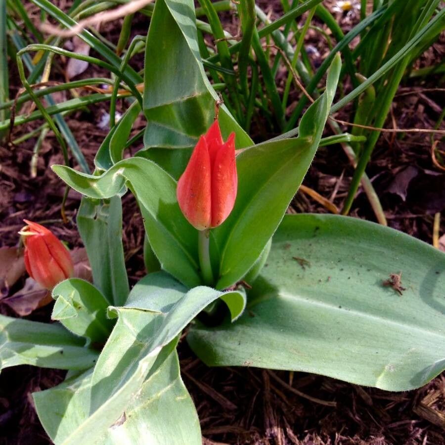 Tulipa agenensis flower