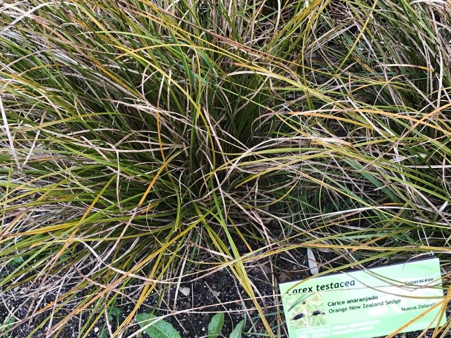 Carex testacea — search result for 'Cyperaceae'