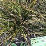 Carex testacea