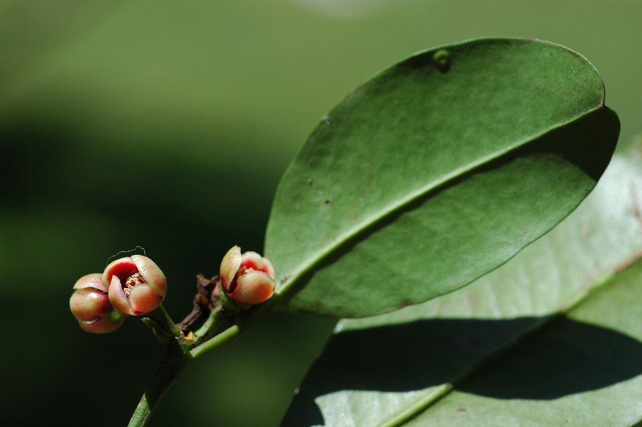 Garcinia pedicellata — search result for 'Clusiaceae'