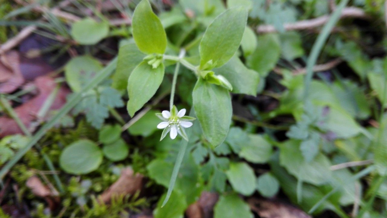 Moehringia trinervia flower