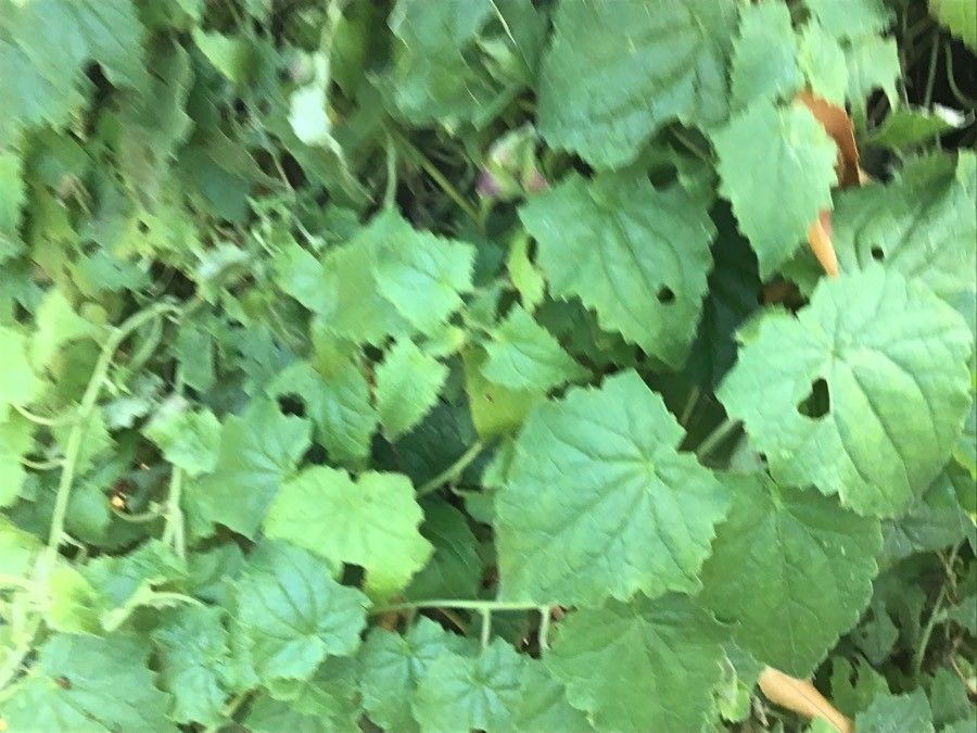 Lophospermum erubescens leaf