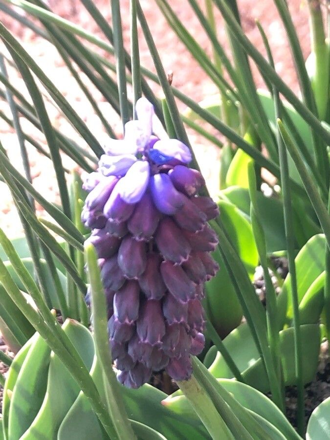 Muscari latifolium flower
