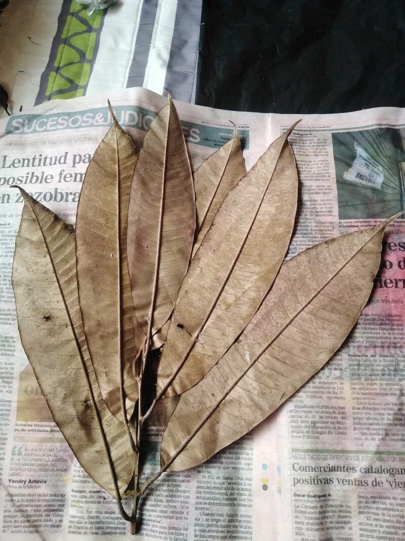 Micropholis crotonoides — related species from the same genus