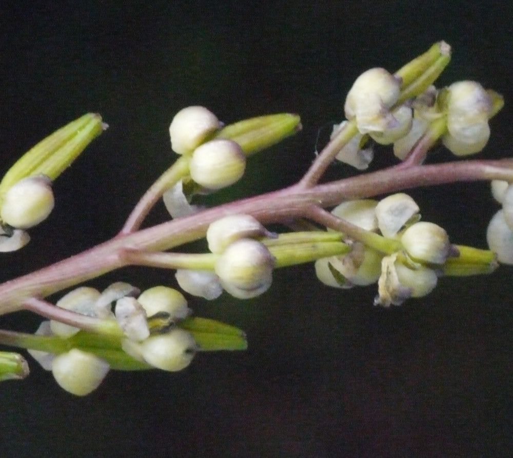 Triglochin bulbosa fruit