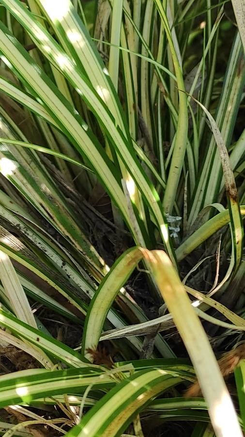 Carex hachijoensis — houseplant care guide