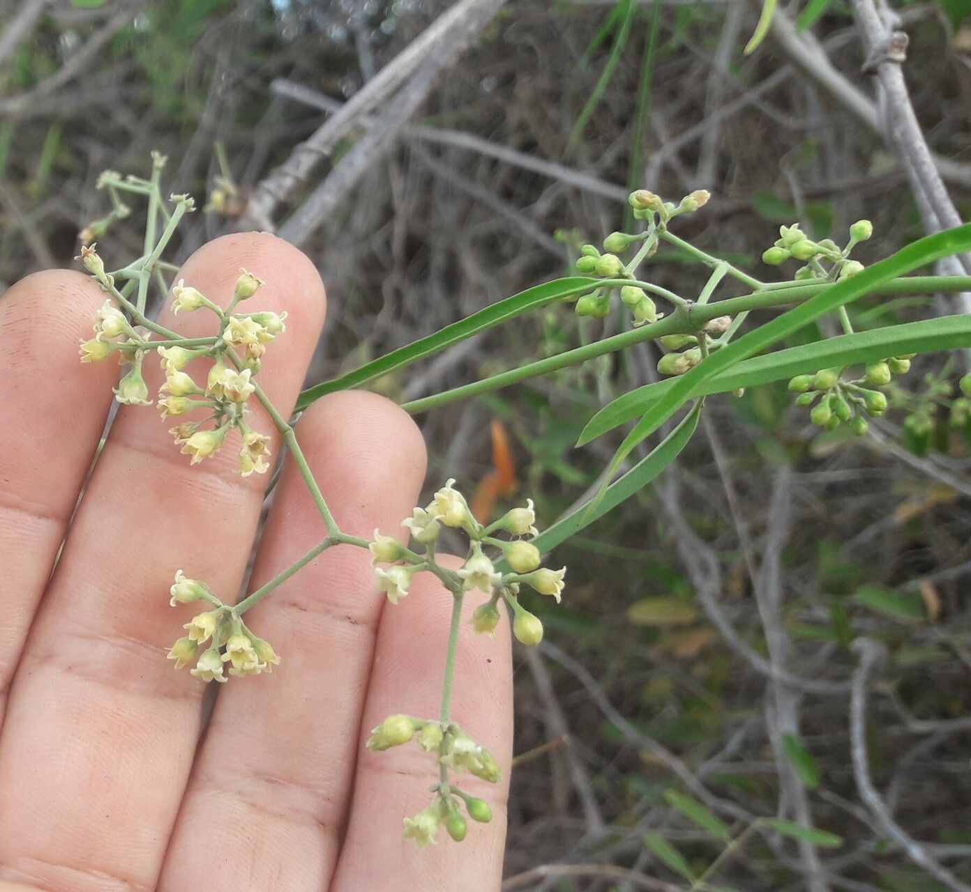 Secamone bosseri — houseplant care guide