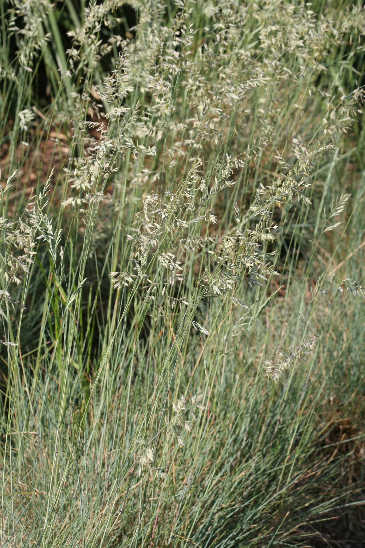 Festuca longifolia flower