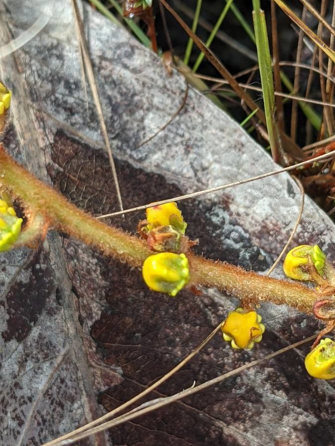 Byrsonima verbascifolia bark