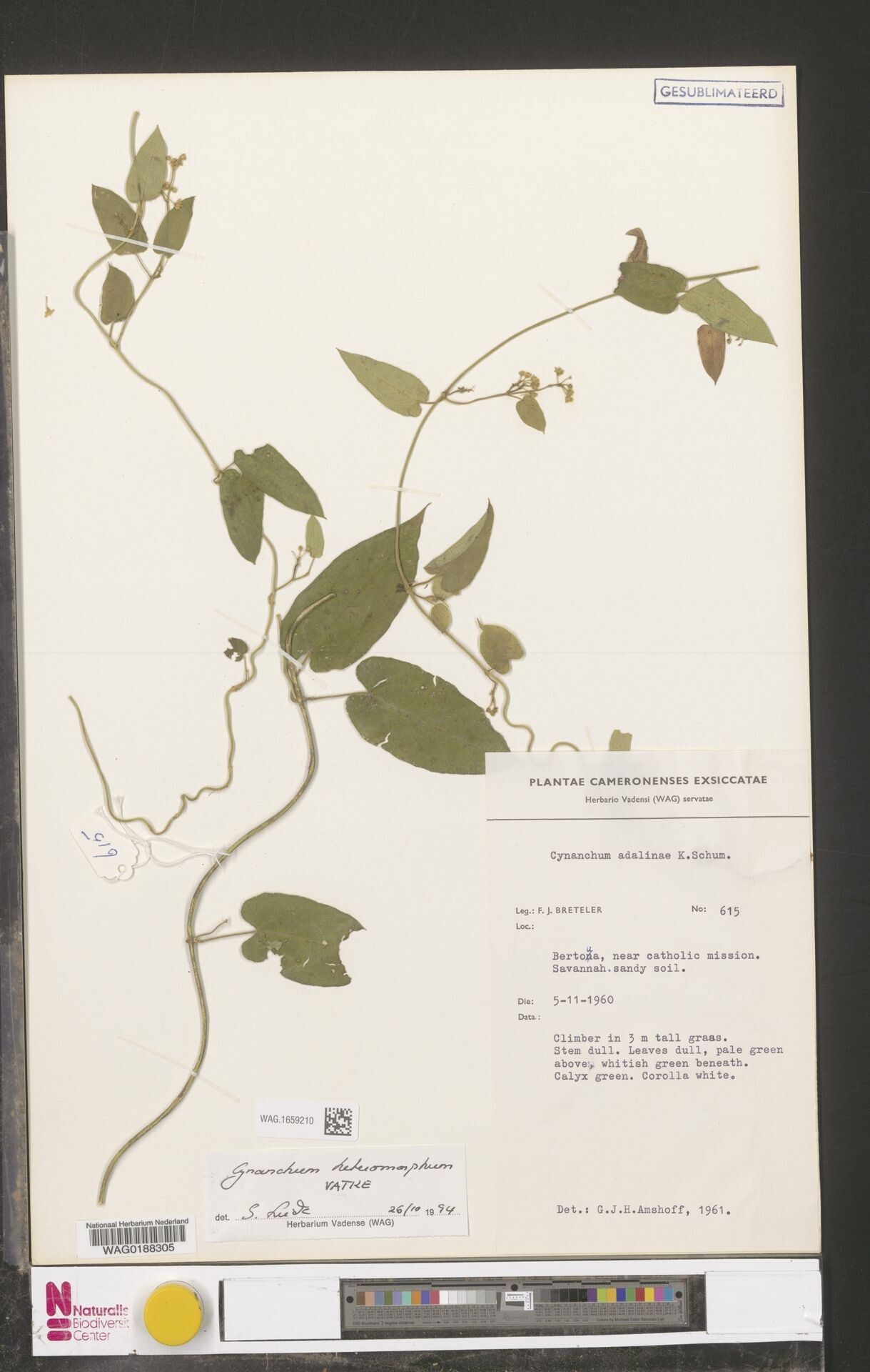 Cynanchum heteromorphum — houseplant care guide