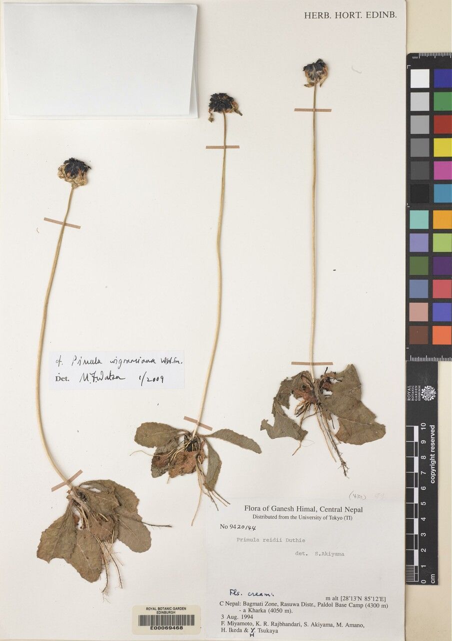 Primula wigramiana other