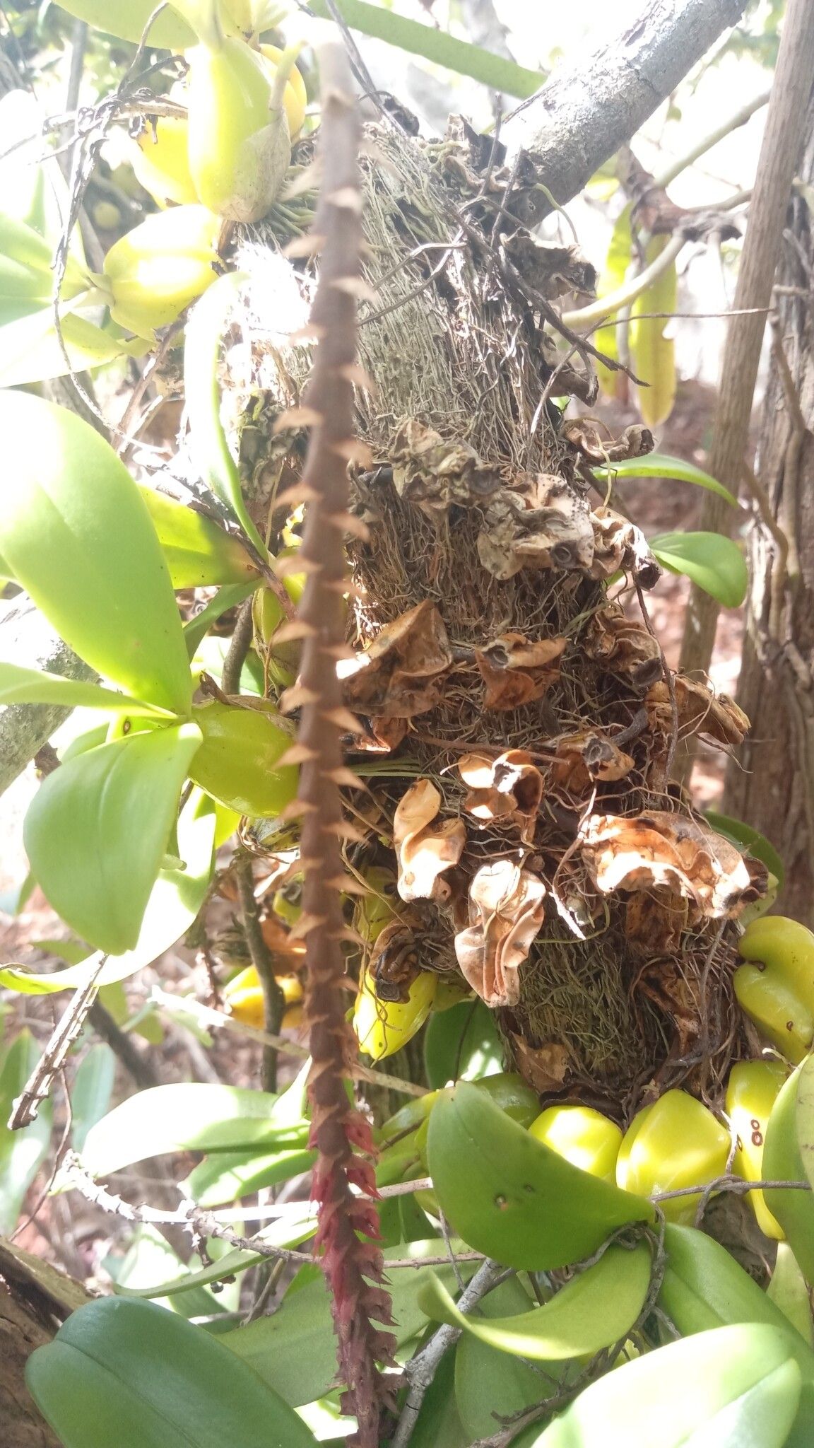 Bulbophyllum trifarium — houseplant care guide