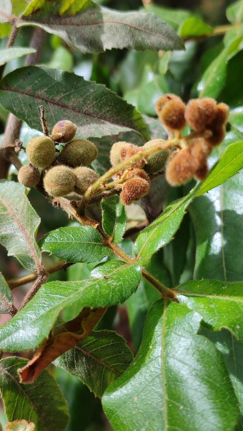 Alectryon tomentosus fruit