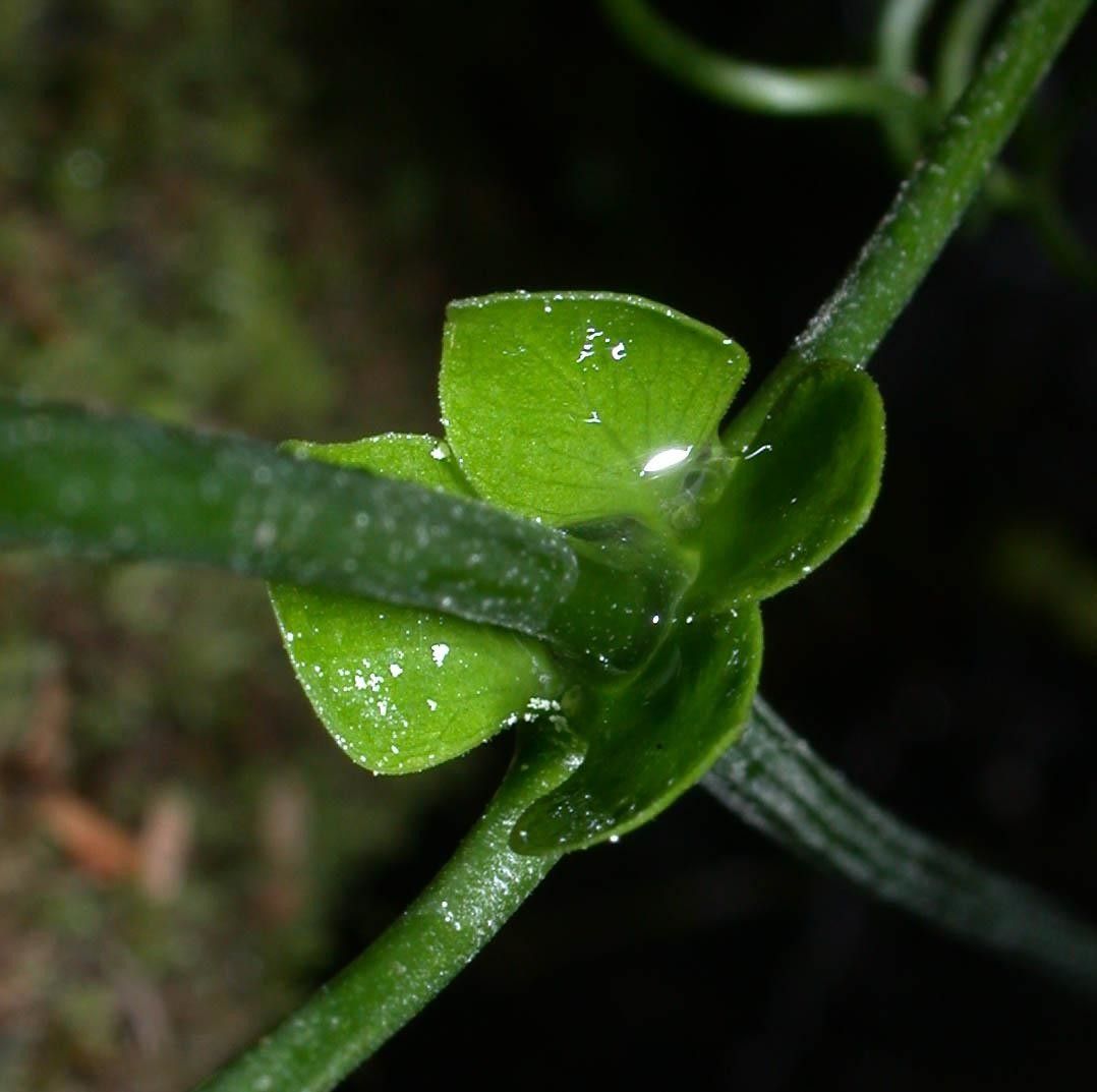 Anemopaegma chrysoleucum fruit