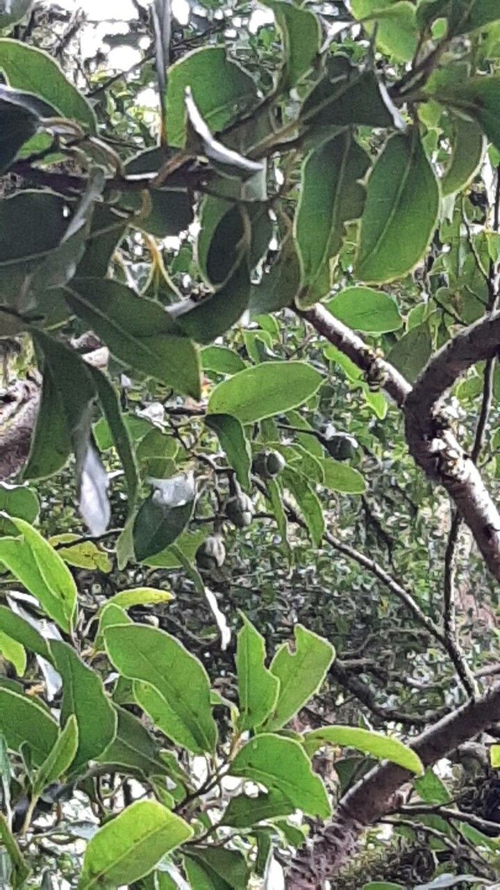 Ocotea foetens fruit