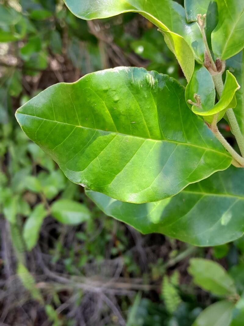 Cassinopsis madagascariensis leaf