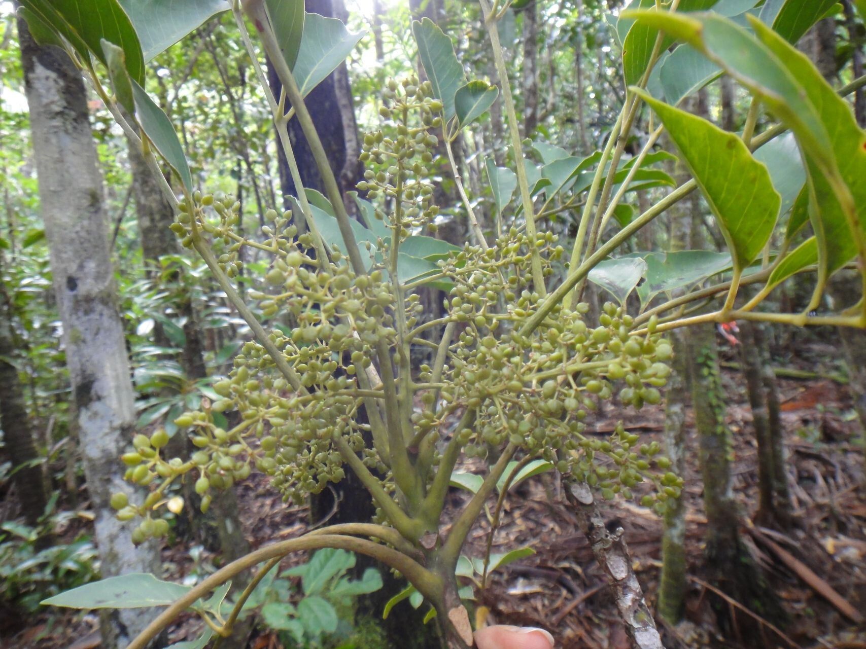 Polyscias cissodendron fruit