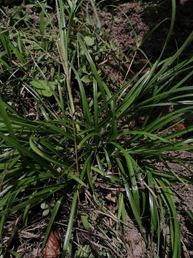 Scleria microcarpa — houseplant care guide