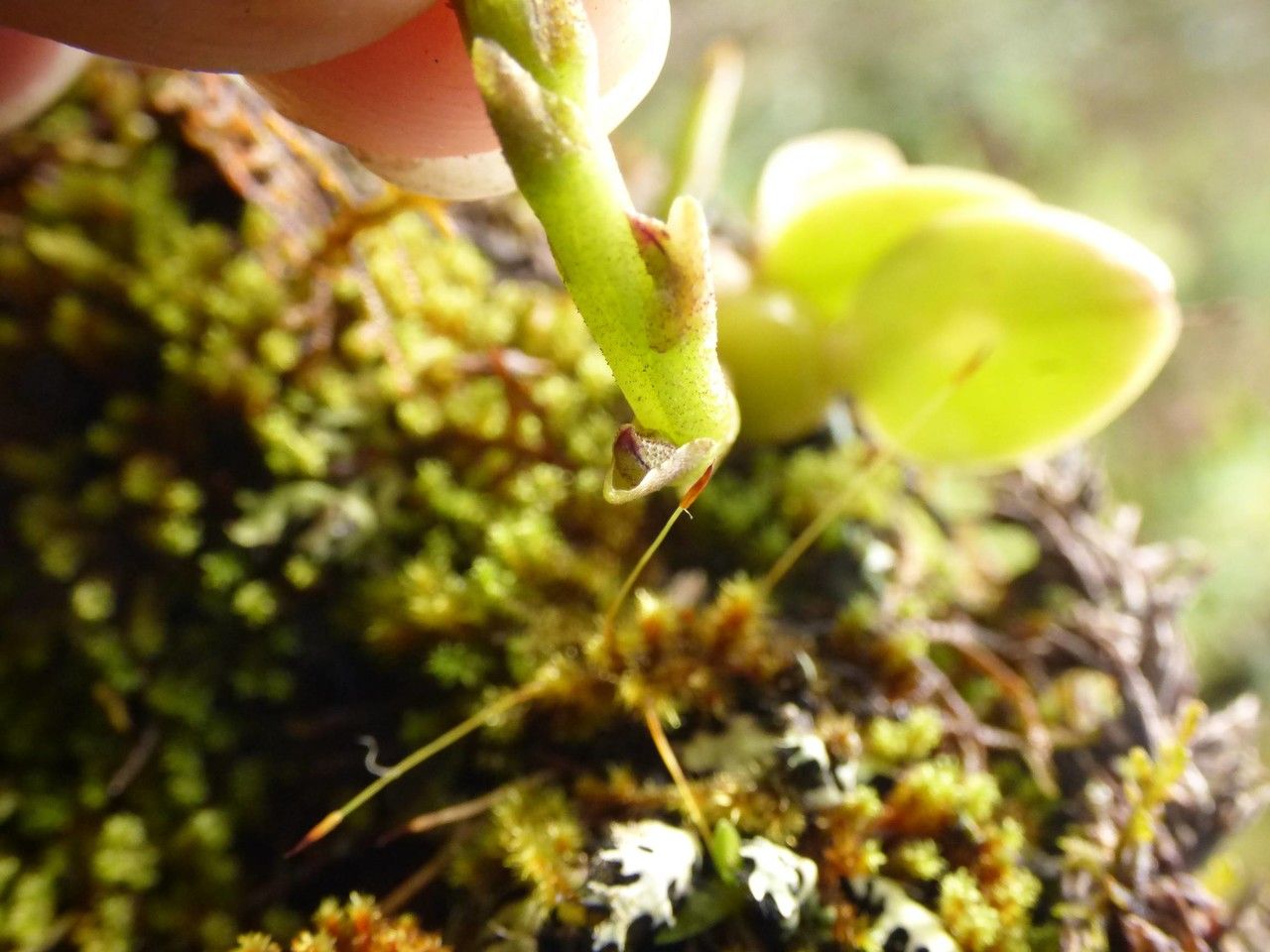 Bulbophyllum sambiranense flower