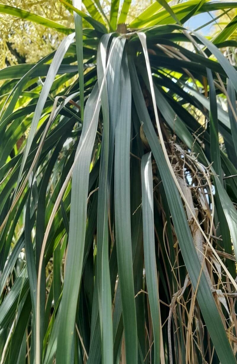 Nolina parviflora — houseplant care guide