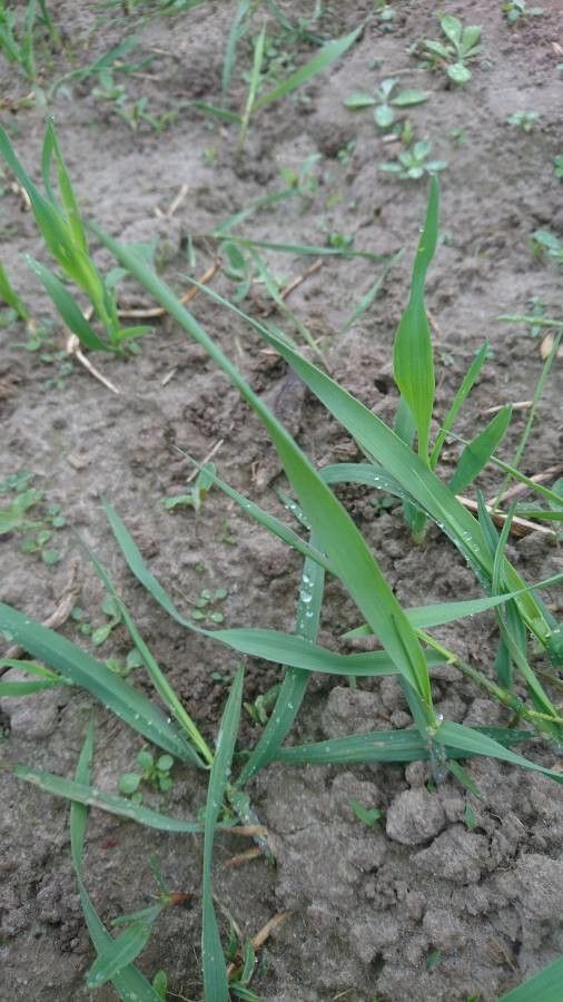 Thinopyrum intermedium leaf