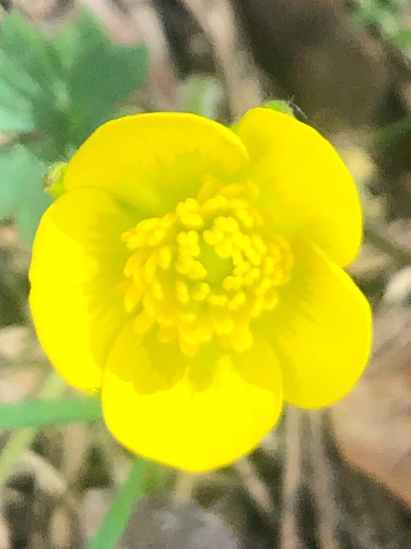 Ranunculus ollissiponensis flower