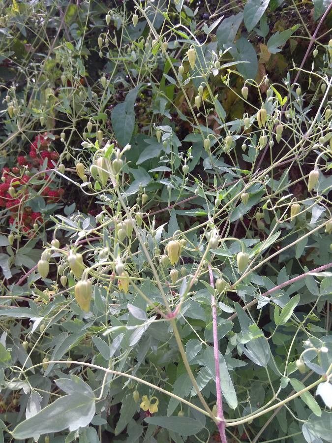 Clematis glauca other