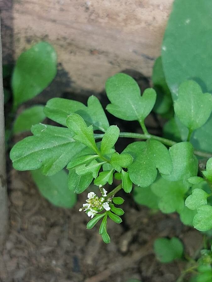 Cardamine bonariensis other