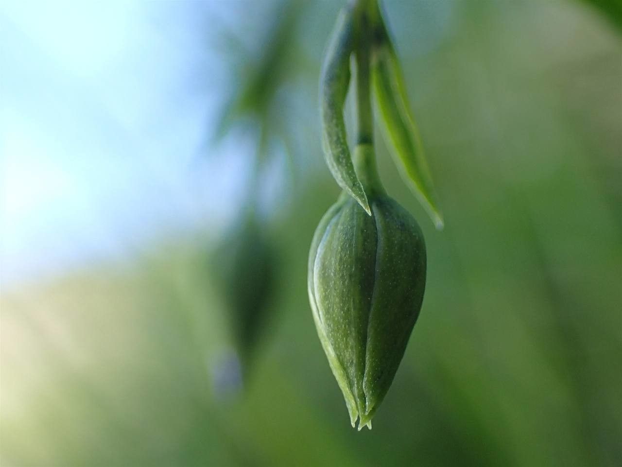 Linum alpinum fruit
