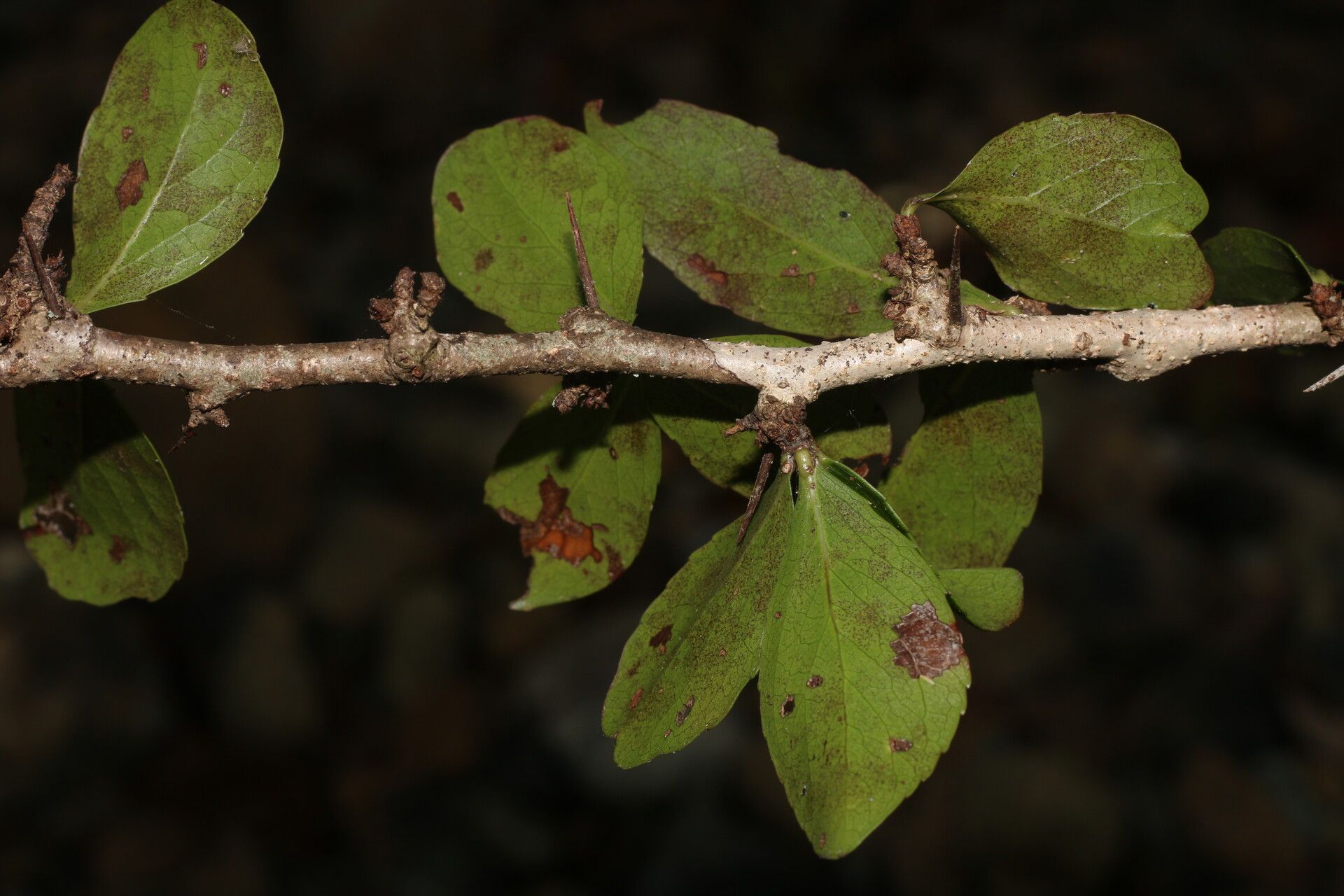 Xylosma horrida fruit