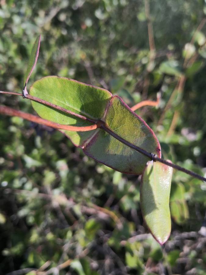 Lonicera implexa leaf