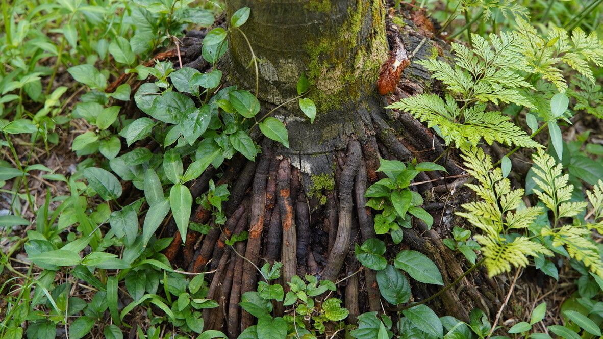 Nephrosperma vanhoutteanum other