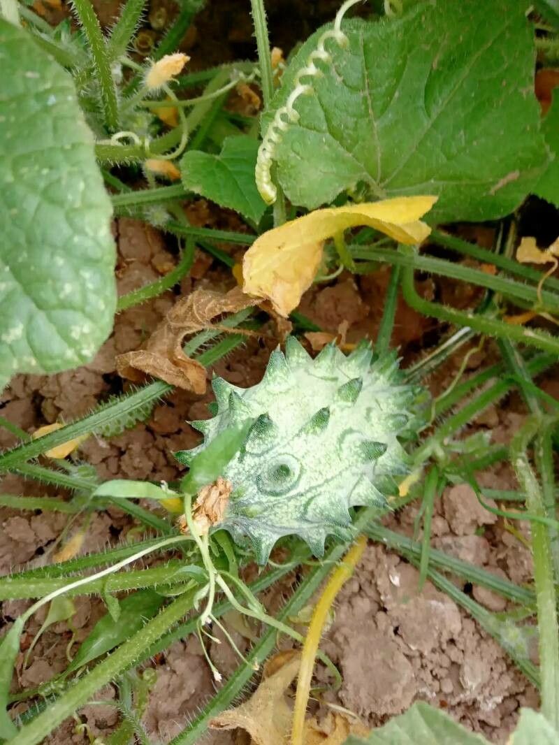 Cucumis metuliferus leaf