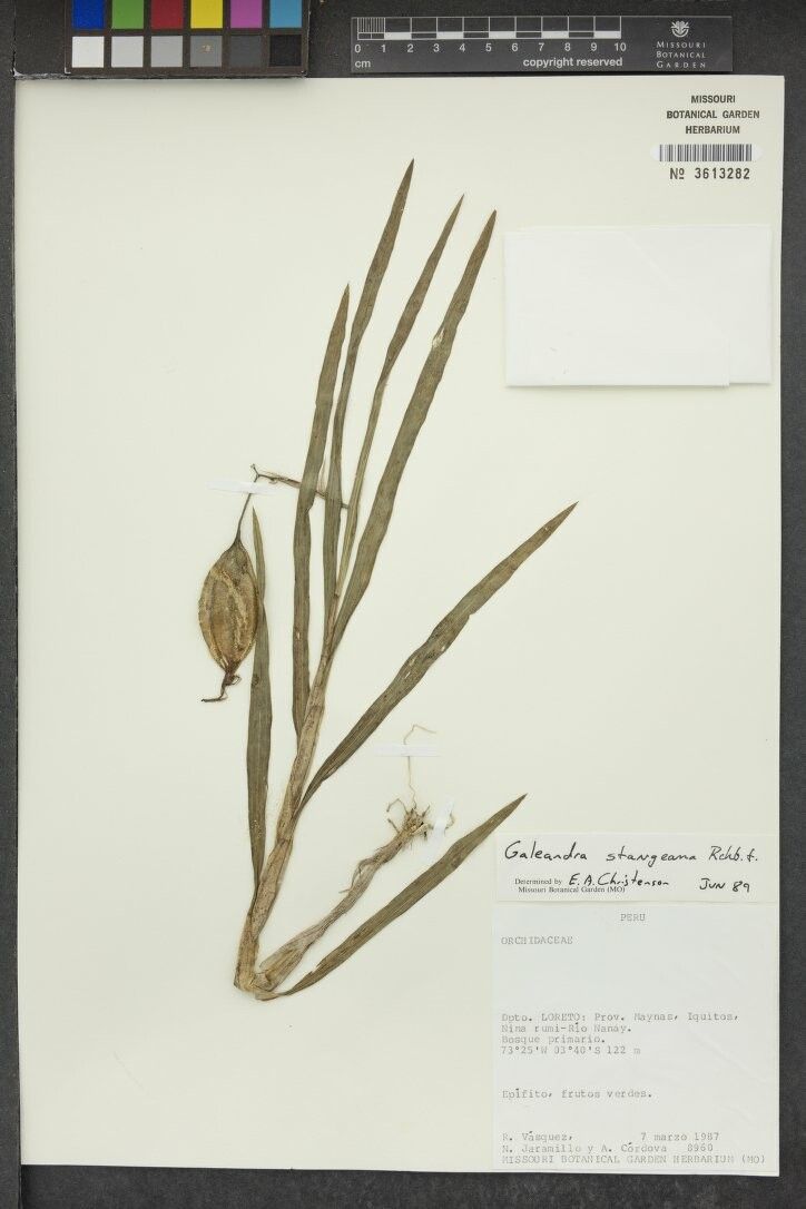 Galeandra stangeana other