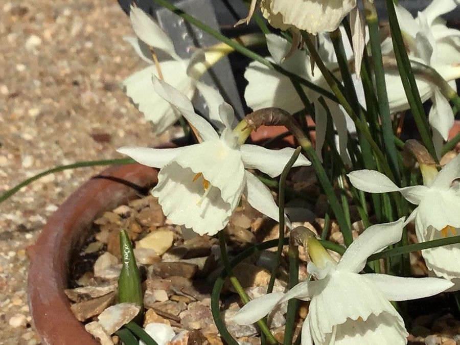 Narcissus cantabricus flower