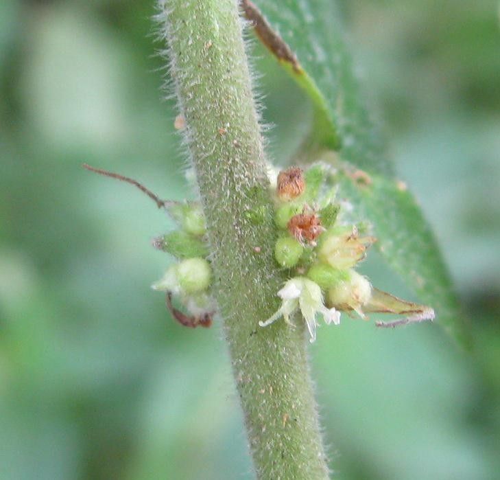 Pouzolzia obliqua bark